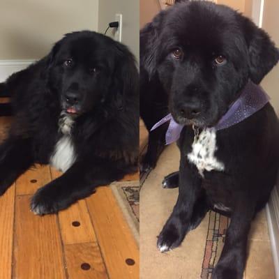 My dog Nala, before and after!