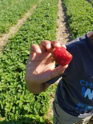 Fresh juicy strawberries!