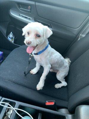 Jordy after his haircut