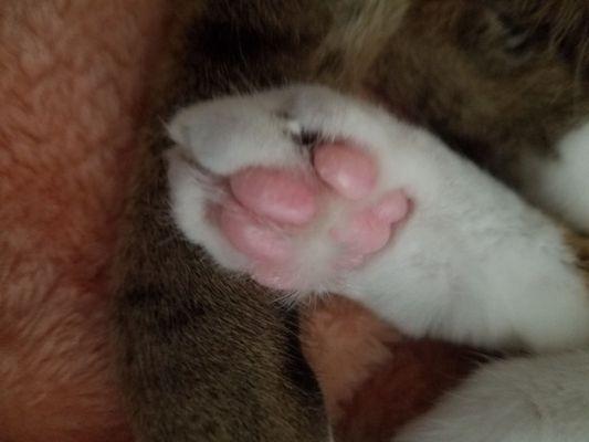 Bottom view of his paw.