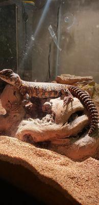 Uromastyx basking