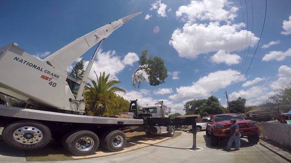 Large tree removal assisted by crane.