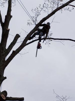 Cooper Tree Service