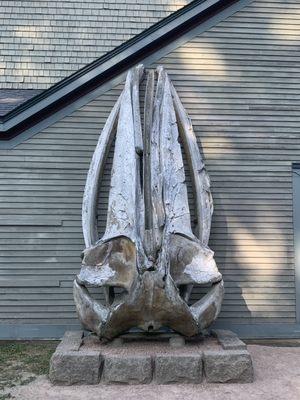 Whale skull (?)