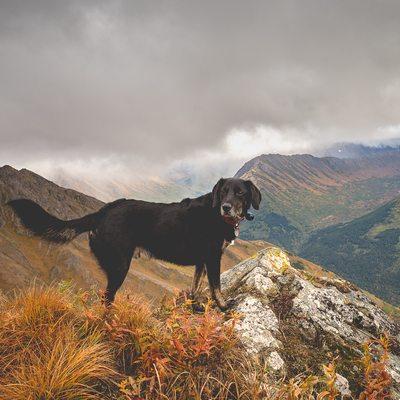 Louie, trail hound