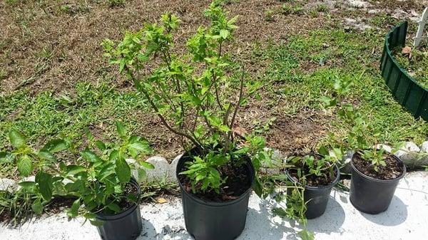 the four shrubs I got today, Arbor Day from the city of cocoNUT creek!