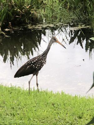 limpkin