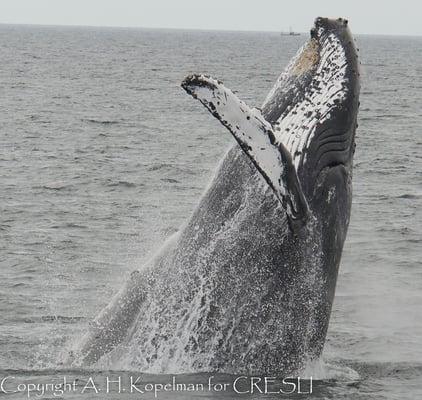 Another Breaching humpback on Viking a Fleet/CRESLI trip