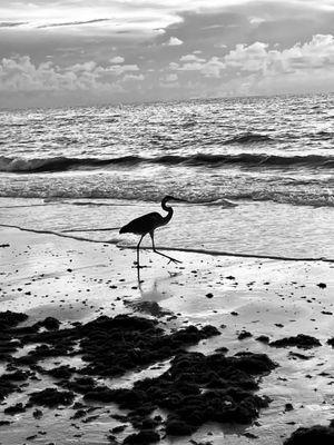 Wildlife at Belleair beach