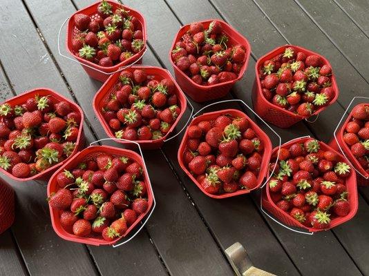 Beautiful sweetest strawberries ever!!