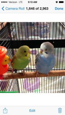 Colorful pet parakeets available