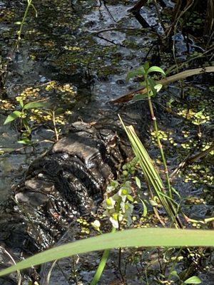 Top of the gators head.