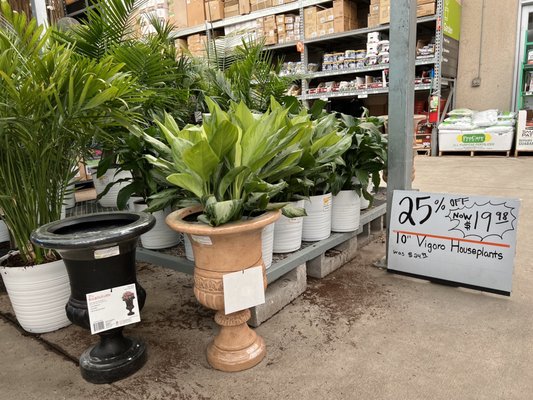 Some of the plants on sale