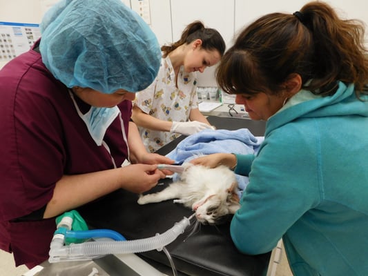 Preparing a cat for surgery.