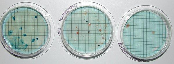 Appalachian water and soil analysis