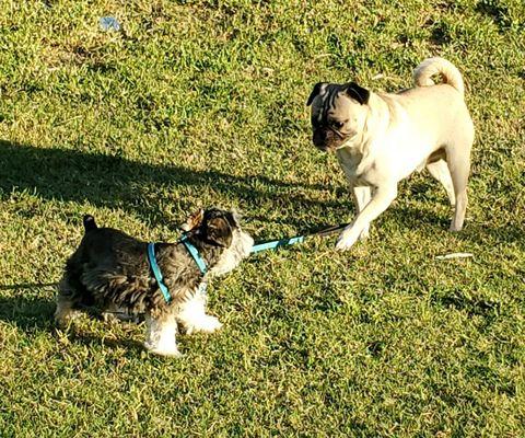 Toby is hanging out with new friend