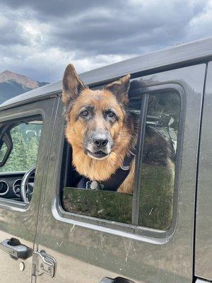 Uzi's  top dog pick for best Jeep dealer