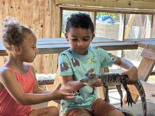 2 year old gator named David.