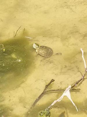 In our pond