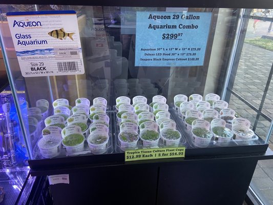 Tropica Tissue Culture Plant Cups