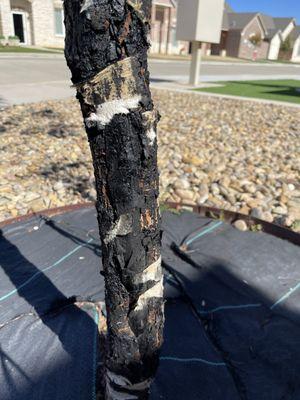 the tree was wrapped with tar paper when it was purchased two years ago. I see that it was to hide a major defect in the trunk.