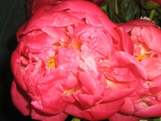 Peonies!