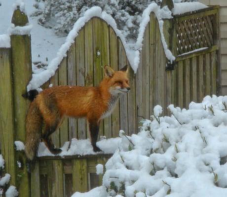 Fox enjoying the snow