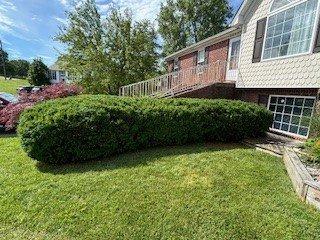 Side view of the shrub after we trimmed it for a client