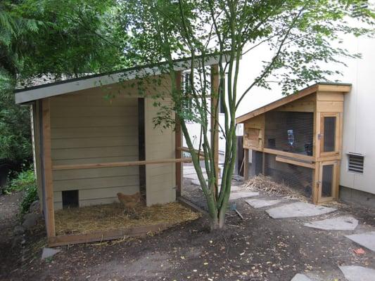 "Walk-In" coop in foreground, Rabbit Hutch in background