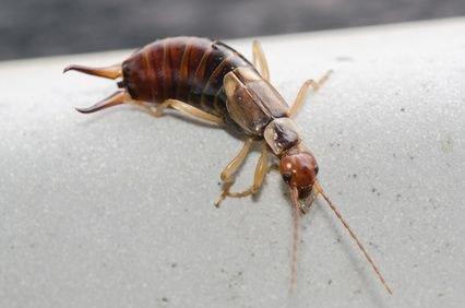 Earwigs - West Columbia SC Pest Control - Croach