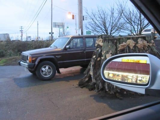 Who woulda dug up a tree stump and BROUGHT it to the Sunshine Deli?!