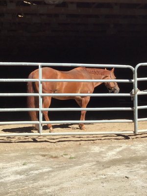 Brushy Hill Farm