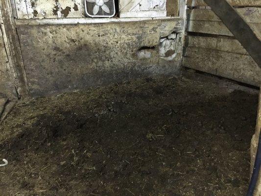 Filthy stalls not fit for horses or a pig!