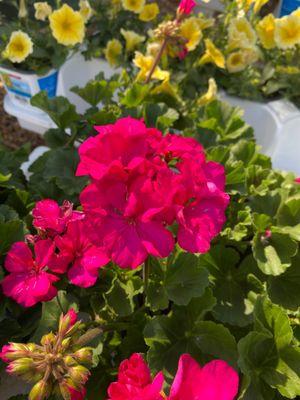 Beautiful Geraniums