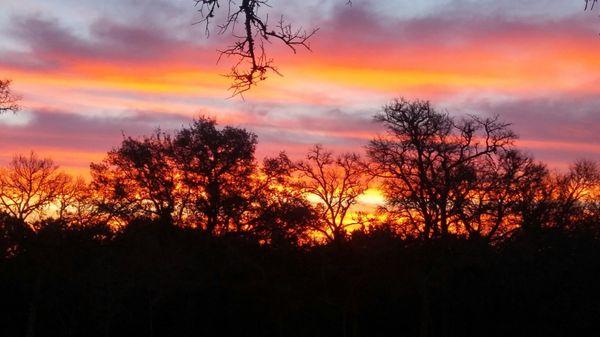 Beautiful Central Texas sunset over the oaks!