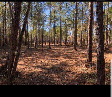 Forestry Mulching