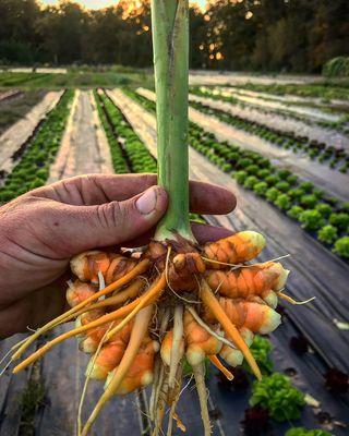 Turmeric one of our new crops that we are working to expand.