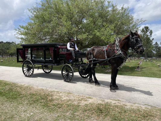 Our Beautiful Horse Drawn Hearse for your Funeral Needs.