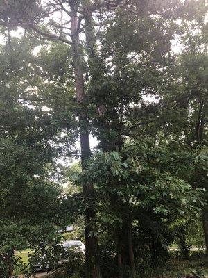 These pines were hit by lightning 6 years ago.