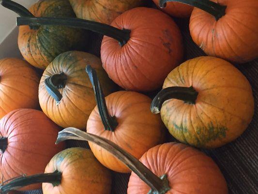 Stop by the office and pick up a pumpkin during October