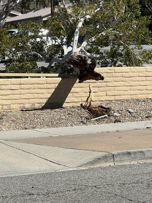 Enjoyed a beautiful service.  As we left this tree just snapped and fell into the parking lot! Super windy last couple days.