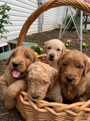 Golden Star Family Puppies