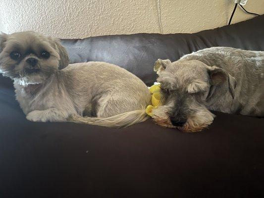 My sweet girls after getting home from getting pampered. A little messy from their nap.