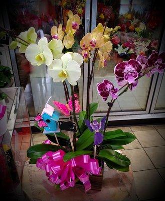 Beautiful orchids for this mother's day 2019