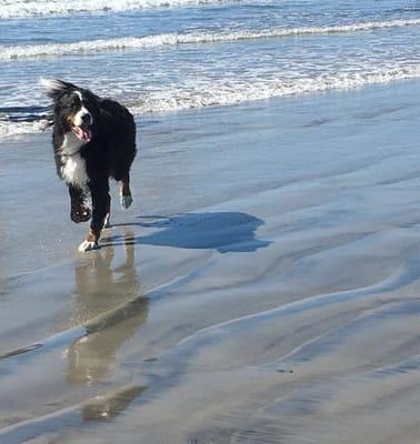 Running Dogs at Coronado Beach
 Off leash Dog Walking for Active and Healthy Dogs