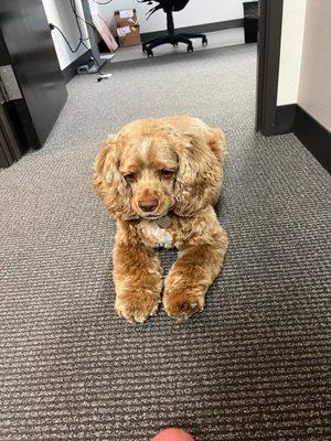 Hudson cocker spaniel groomed