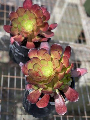 Aeonium Purple Queen