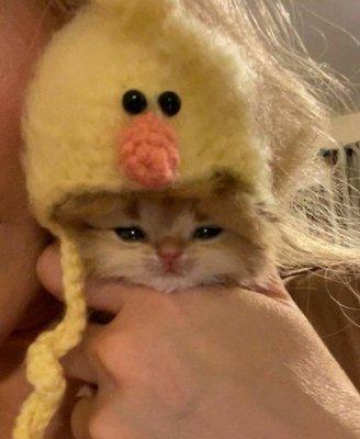 Cat in duck hat