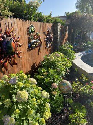 Hydrangea plants