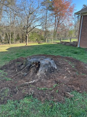 Grind Tree Stump Removal